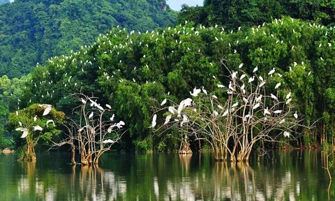 Rừng ngập mặn- giải pháp thích ứng biến đổi khí hậu và vai trò của địa phương