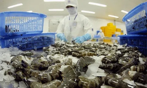 Đơn hàng xuất khẩu tôm tăng mạnh, doanh nghiệp lo thiếu tôm nguyên liệu