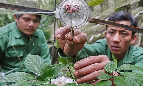 Kom Tum: Sâm Ngọc Linh chết hàng loạt, người trồng sâm khốn đốn