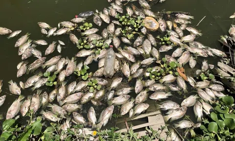 Thanh Hóa:  Cá chết hàng loạt, Sở Tài nguyên và Môi trường kết luận doanh nghiệp “vô can”, vậy đâu là nguyên nhân?