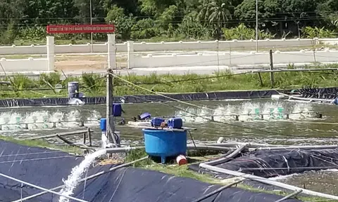 Thanh Hóa:  Chuẩn bị nguồn vốn khủng cho sự phát triển bền vững của ngành thủy sản