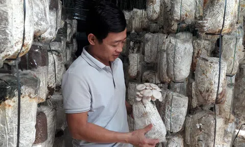 Hà Tĩnh: Vợ chồng 8X thu nhập hàng tỷ đồng từ trồng nấm