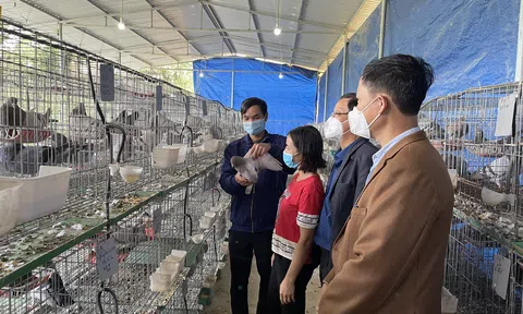 Hướng mở từ nuôi bồ câu Pháp của nông dân huyện Anh Sơn- Nghệ An