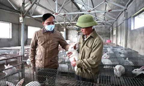Nông dân Quỳnh Lưu trồng cỏ nuôi thỏ New Zealand cho thu nhập cao