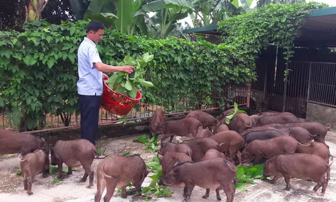 Hà Tĩnh: Nuôi lợn rừng bằng thảo dược, khách hàng ưa chuộng