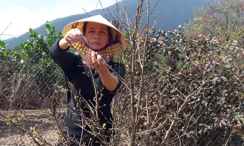 Thủ phủ mai vàng Hà Tĩnh vào vụ tết