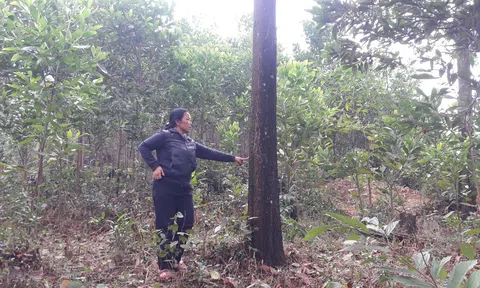 Hà Tĩnh: Dân tố bị nguyên cán bộ xã chiếm đất rừng