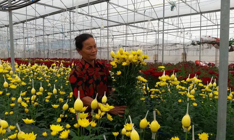 Hà Tĩnh: Hoa được mùa, được giá, làng hoa nhộn nhịp vụ hoa tết