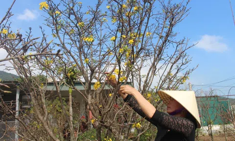 Hà Tĩnh: Trồng mai bán tết, nhiều hộ dân có thu nhập khá