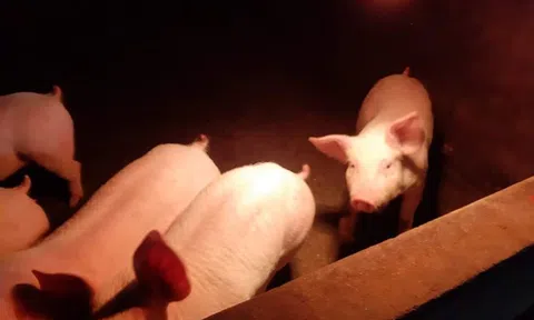 Nghệ An: Nông dân lắp đèn sưởi chống rét cho vật nuôi