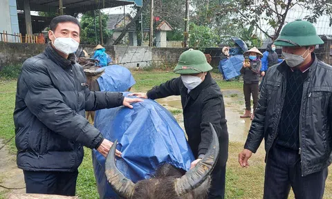 Hội Nông dân tỉnh Nghệ An hỗ trợ 5 huyện miền núi 4.000 chiếc "áo ấm" cho trâu, bò chống rét