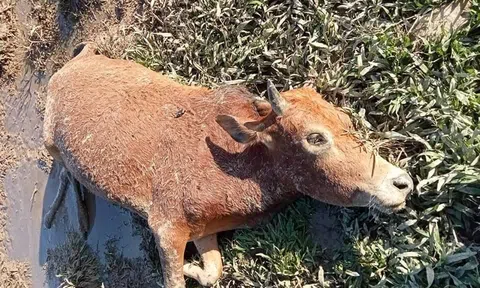 Nghệ An: Rét đậm, rét hại khiến hàng chục con trâu, bò ở Kỳ Sơn bị chết