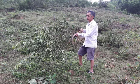 Một nhóm người vẫn ngang nhiên vào chặt phá cây của thương binh tại Hương Sơn