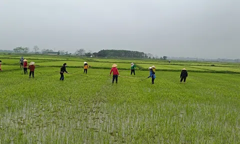 Nông dân Hà Tĩnh hỗ trợ nhau việc đồng áng trong mùa dịch
