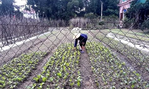 Nghệ An: Rét đậm kéo dài, rau xanh ‘đội giá’
