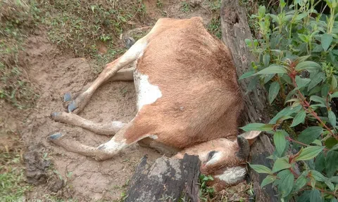 Nghệ An: Sẽ có chính sách hỗ trợ nông dân có gia súc chết do rét