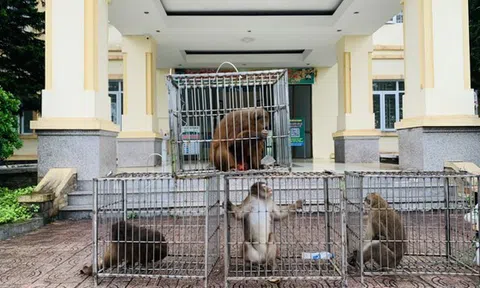 Hà Tĩnh: Tiếp nhận và thả 39 cá thể động vật hoang dã về môi trường tự nhiên