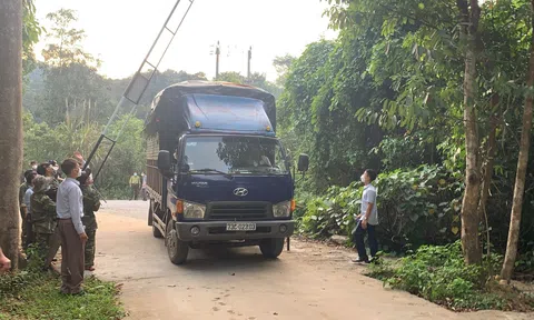 7 cá thể hổ con ở Nghệ An được chuyển đến Vườn Quốc gia Phong Nha - Kẻ Bàng