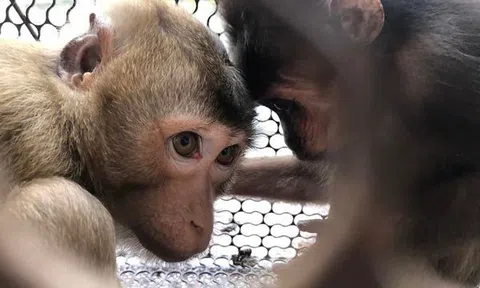 Hà Tĩnh: Người dân tự nguyện giao động vật hoang dã quý hiếm cho Vườn Quốc gia Vũ Quang