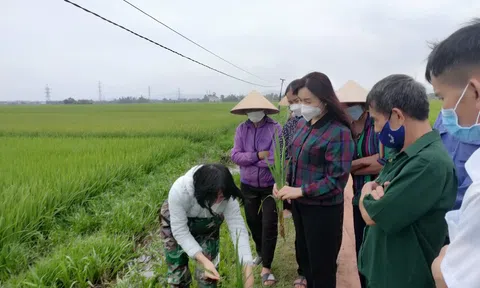 Hà Tĩnh: Tập huấn kỹ thuật canh tác lúa thân thiện môi trường