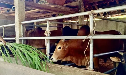 Tương Dương (Nghệ An): Nhiều gia đình xóa đói giảm nghèo nhờ chăn nuôi trâu bò