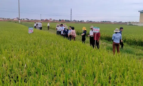 Nông thôn mới nâng cao - điểm nhấn cho sự phát triển toàn diện của địa phương