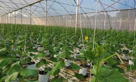 Nghi Lộc (Nghệ An): Xã Phúc Thọ vượt khó, quyết tâm về đích Nông thôn mới nâng cao