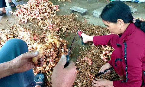 Xã Nam Hưng thoát nghèo nhờ củ riềng