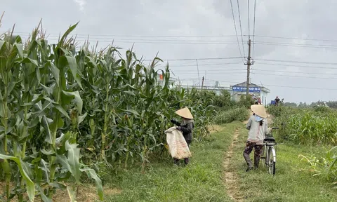 Thu hoạch ngô non bán giá thấp sau mưa lũ để giảm thiệt hại