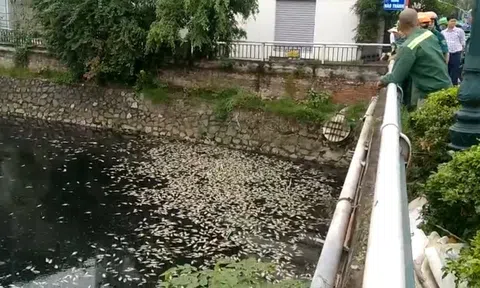 Cá chết bất thường, nổi trắng hào thành cổ ở Vinh