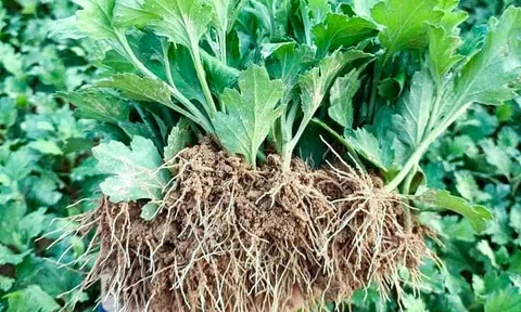 Nông dân phấn khởi vào vụ hoa Tết nhờ giá cây giống giảm