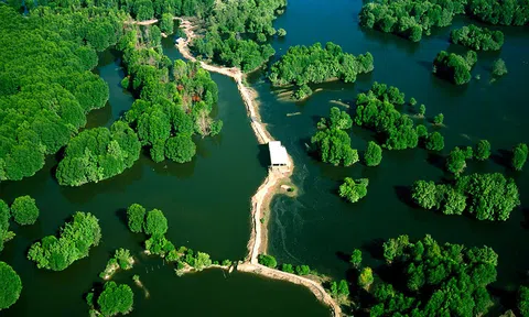 “Vì một Cần Giờ xanh”: Hành trình hướng tới một tương lai bền vững