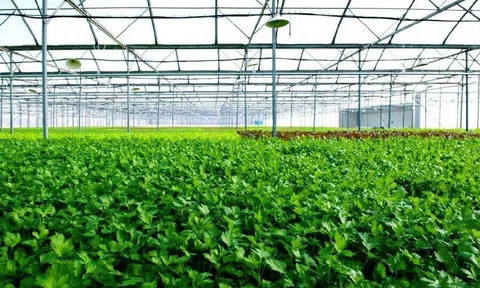 Thách thức và giải pháp cho phát triển Nông nghiệp xanh tại Việt Nam