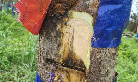 Công nghệ sinh học trong khai thác trầm hương tại Việt Nam