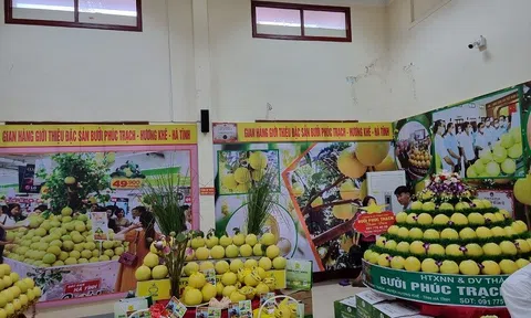 Hà Tĩnh: Kết nối tiêu thụ bưởi Phúc Trạch trên sàn thương mại điện tử