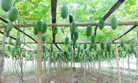 Bí xanh thơm trở thành giống cây được đặc cách lưu hành đầu tiên của Bắc Kạn