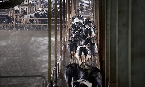 TH True Milk: Trang trại chăn nuôi bò sữa tốt nhất Việt Nam, phát triển kinh tế tuần hoàn