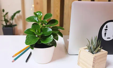 Trồng thêm cây xanh quanh nhà nhà và nơi làm việc,  tại sao không?