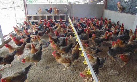 Bắc Giang: Ngành chăn nuôi có nhiều dấu hiệu tích cực