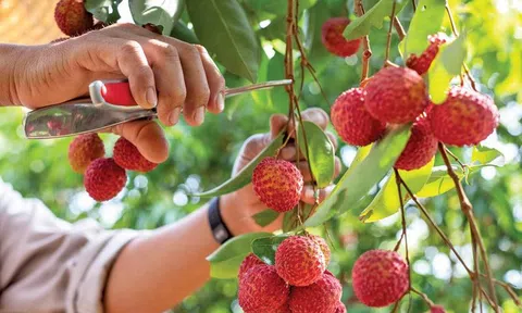 Bắc Giang: 08 sản phẩm OCOP được công nhận đạt hạng 4 sao đợt 1 năm 2022