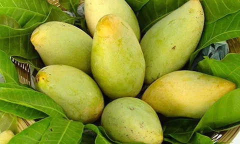 Việt Nam xuất khẩu trái xoài đứng thứ 3 tại thị trường Hàn Quốc