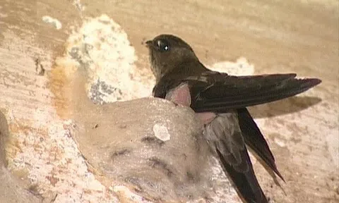 Ban hành văn bản hướng dẫn 7 bước để doanh nghiệp đăng ký xuất khẩu tổ yến sang Trung Quốc