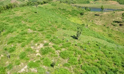 Đắk Nông: 333 vụ phá rừng trái phép bị xử phạt hành chính