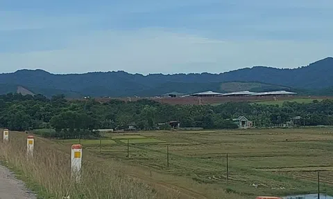 Thanh Hóa: Chưa được cấp giấy phép về môi trường công ty vẫn nhập bò về nuôi