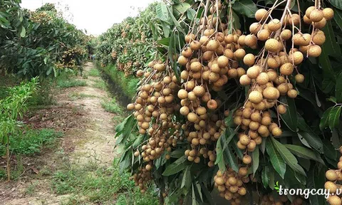 Việt Nam xuất khẩu 10 tấn nhãn tươi đầu tiên sang Nhật Bản