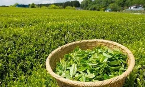 Xuất khẩu chè ước đạt 146 nghìn tấn năm 2022