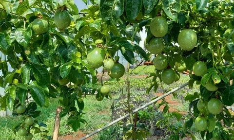 Gia Lai: Công ty Chanh leo Bazan bị xử phạt 80 triệu đồng