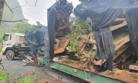 Quảng Bình: Hạt Kiểm lâm xử phạt hành chính chủ 2 cây sung "khủng"