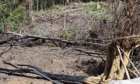 Kỷ luật nhiều cán bộ xã để xảy ra tình trạng phá rừng ở Quảng Bình