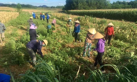 Nghệ An: Lạc xuân đầu mùa đắt khách ngay tại ruộng